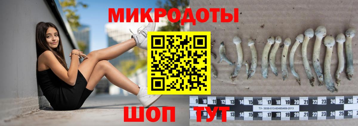 Псилоцибиновые грибы Psilocybe Черногорск